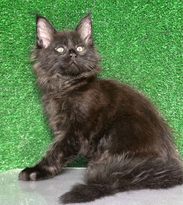 Мальчик мейн кун, черный