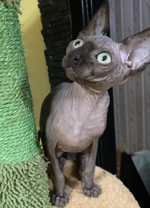 Sfinks kanadyjski czarny słodziak do odbioru. Rodowód