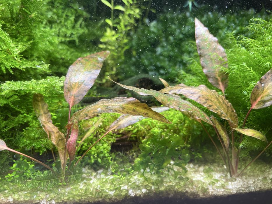 Живі акваріумні рослини