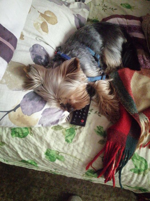 Случка Йорка (родословний) 1000гр