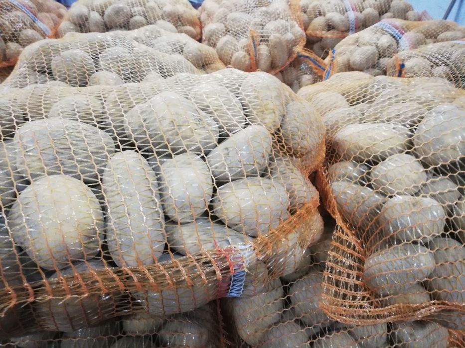 Ziemniaki jadalne Ignacy