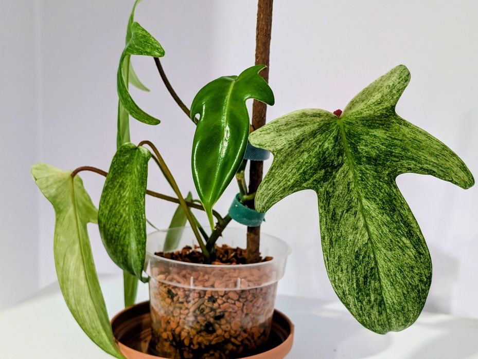 Filodendron Florida ghost philodendron