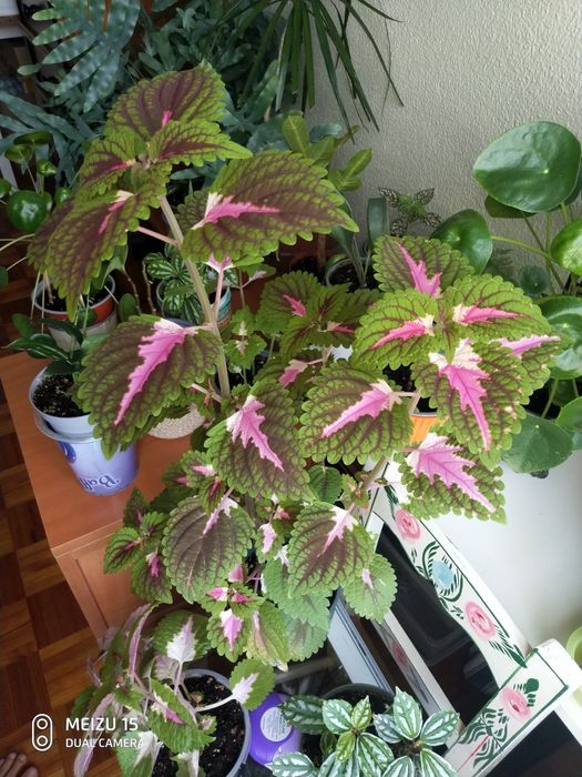 Coleus plantas naturais, grande e pequena