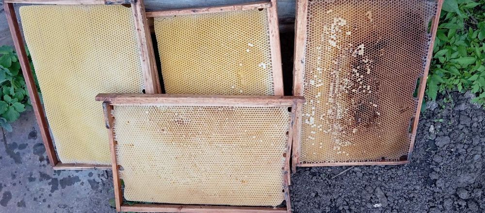 Продам суш на 300 мм, рамки, пустий вулик Дадан на 24 рамки