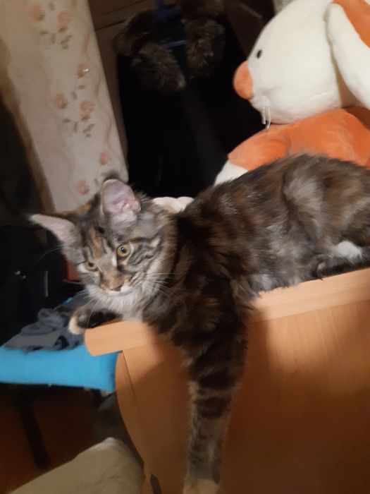 Продажа кошки добрая