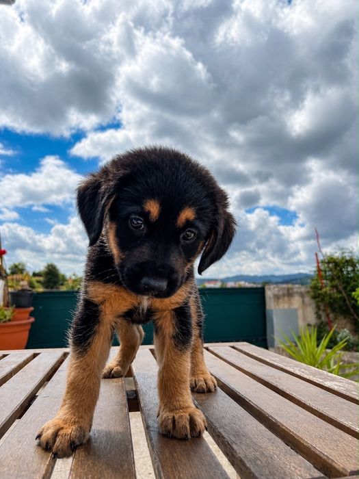 Doação de cachorrinhos
