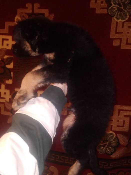 пес полу вiвчярка