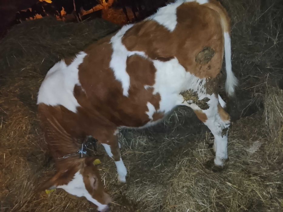 Jałówka siedmio miesięczna