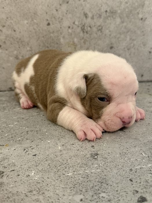 American Bully Pocket ABKC