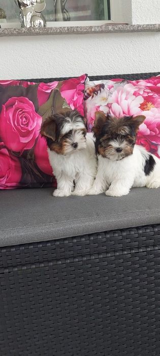 Yorkshire terrier Biewer