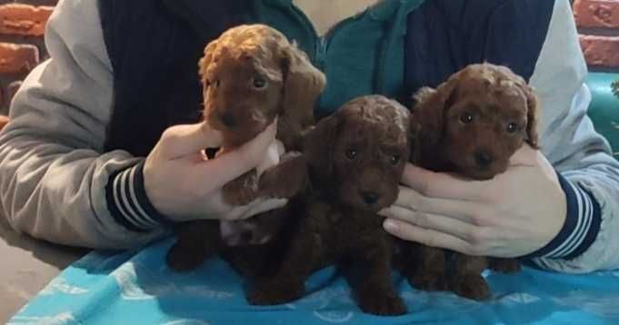 Той пудельки Ред Браун.