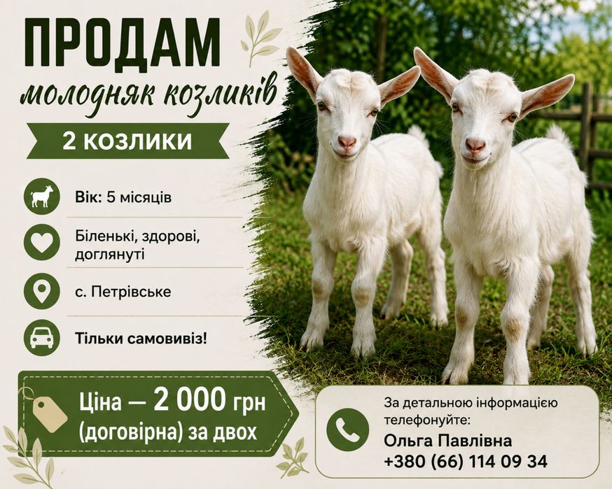 Терміново продам молодняк козликів