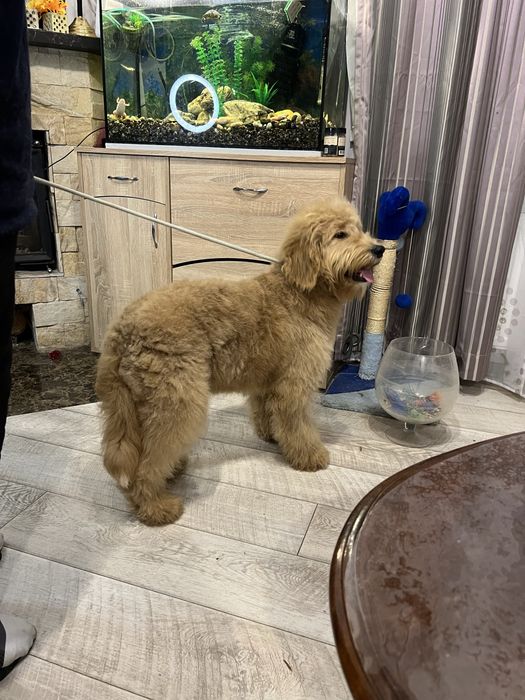 Лабрадудель голдендудель