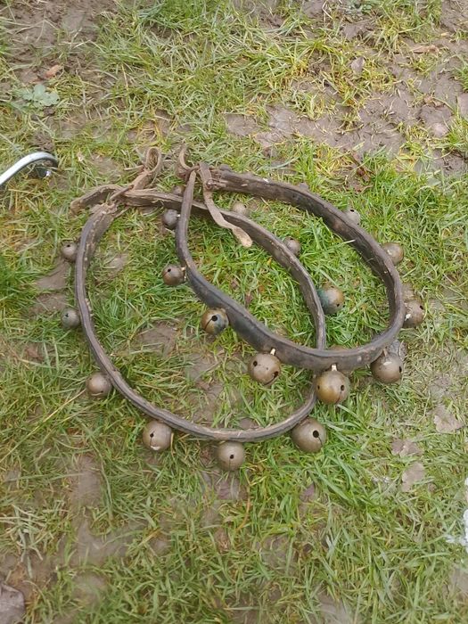 Janczary kona uprzosz