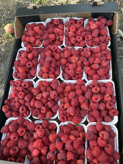 Sprzedam sadzonki malin