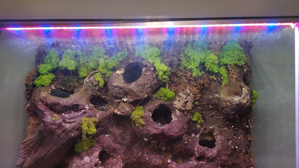 Terrarium dla roślin lub zwierząt