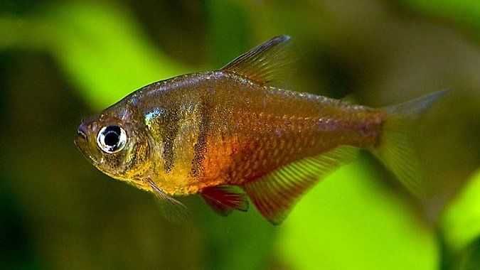 Tetra czerwona (Hyphessobrycon flammeus) WYSYŁKA AKWAWIN