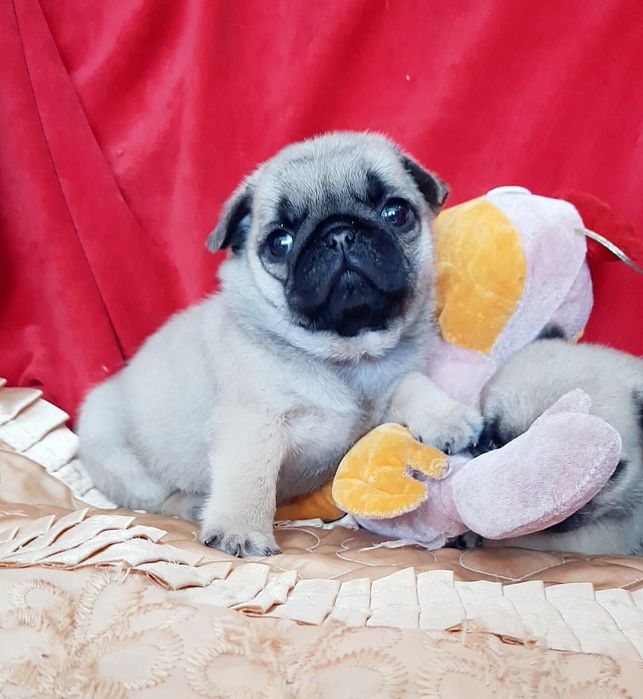 Прекраснi малюки