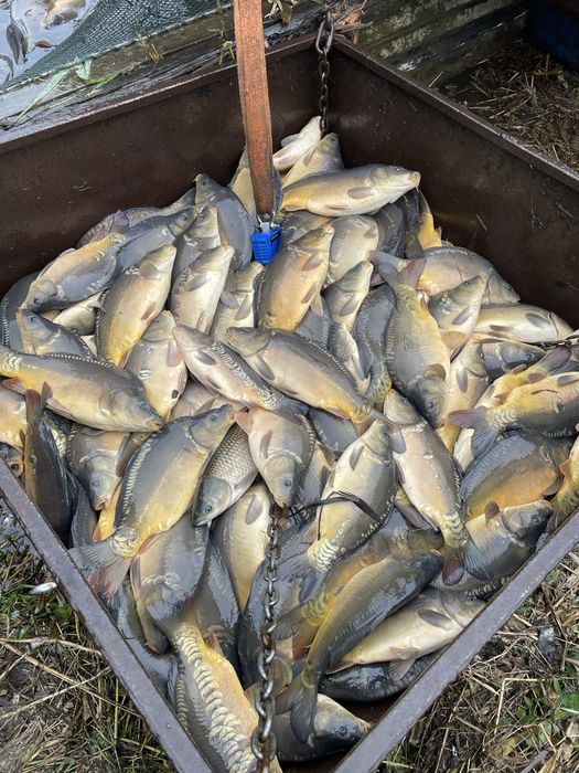 Karp waga od 1,5 do 2 kg hurt