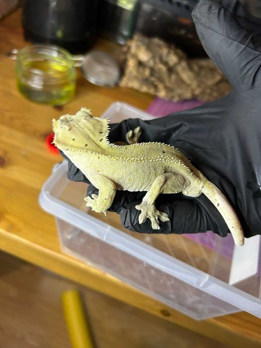 Gekon orzęsiony Light Yellow/Brown Base Dalmatian patternless samiec