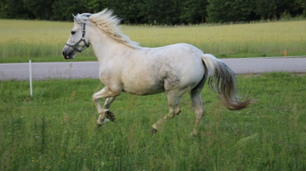 Sprzedam piękną klacz