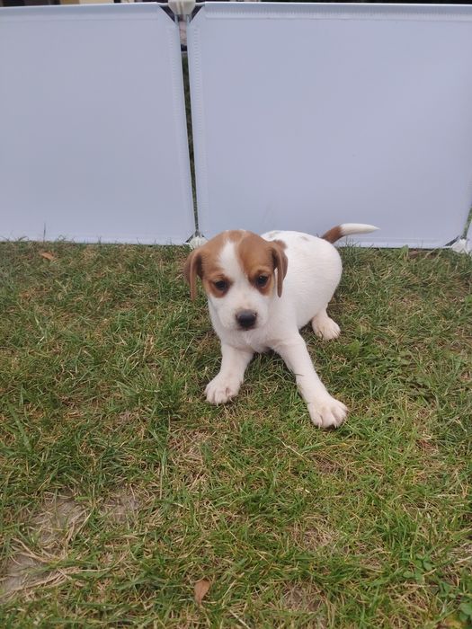 Jack Russell terrier szczenię