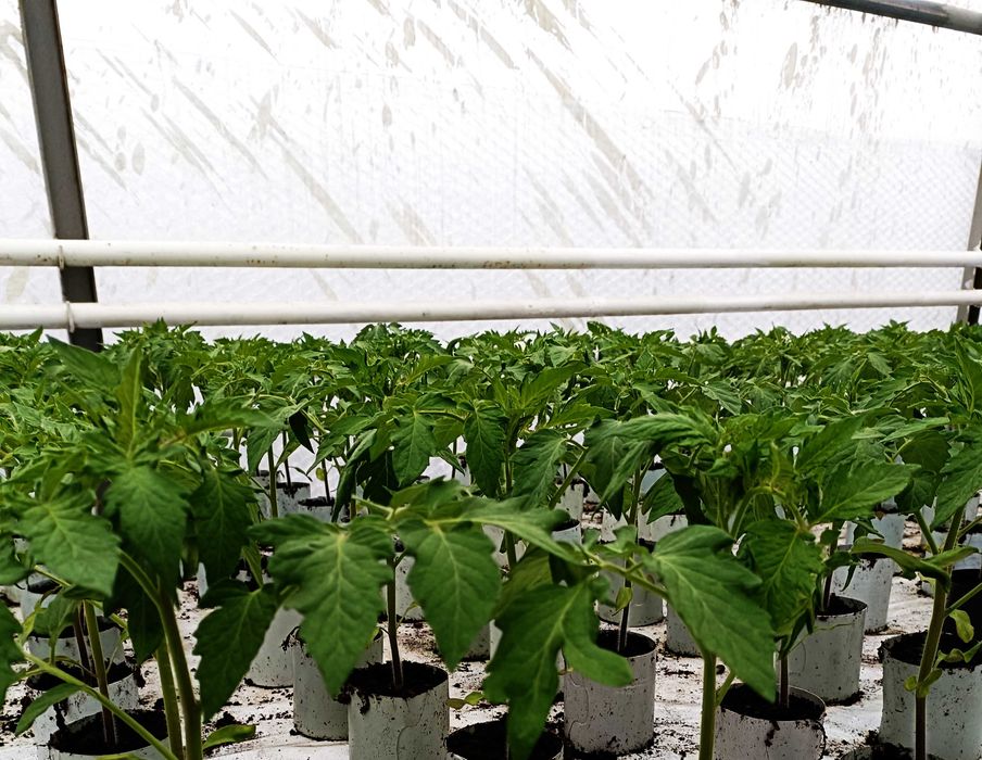 Rozsada pomidora  ,ogórka szczepionego,fasoli