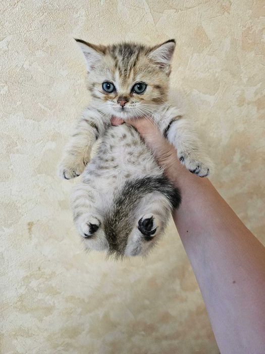 Шотландські кошенята