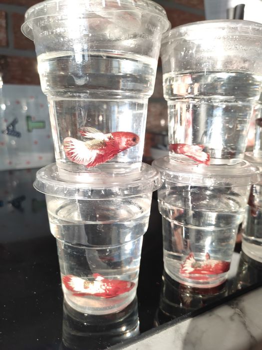 Betta Bojownik sklep zoologiczny Pirania Olsztyn wysyłka