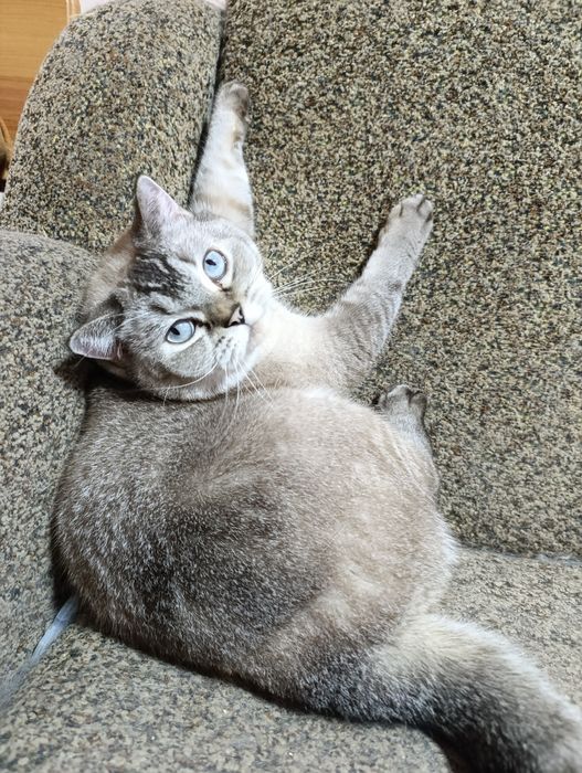 Страшнее кошки зверя нет)))