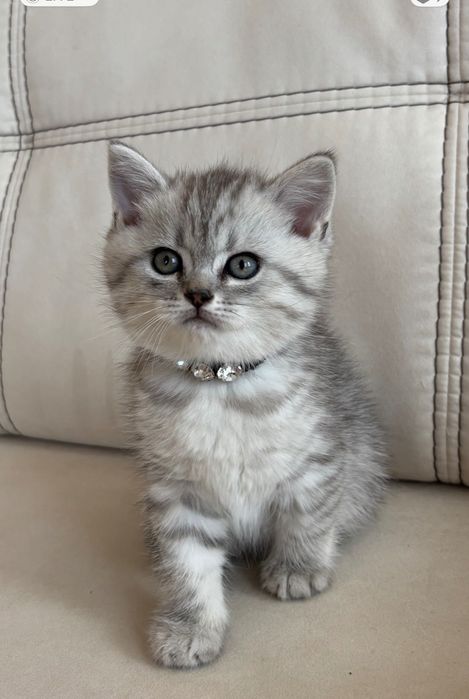 Британське кошеня.