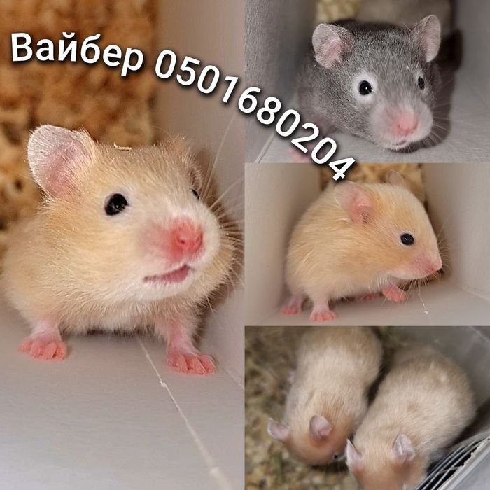 Хомяк персиковый сатиновый атласный апельсиновый хомячки джунгарские