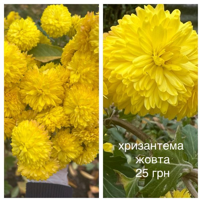 Хризантема, сентябринка, айстра