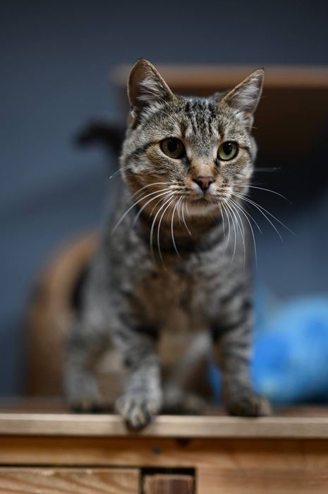 Котик Василий из приюта бесплатно
