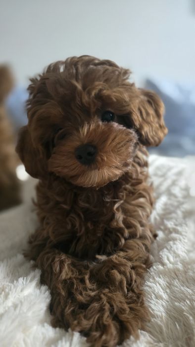 Cavapoo F1b samiec