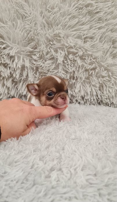 Excelente menino mini mini chihuahua/chiuaua linhagem Russa.Qualidd