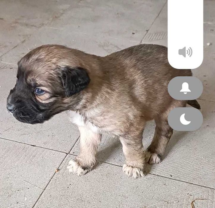 Doa-se filhote de cão porte Grande