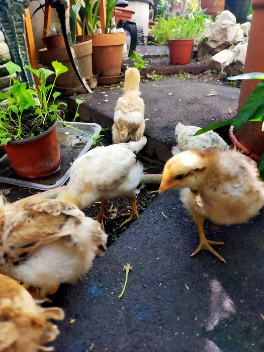 Vendo pintos alimentados com alimentação biológica