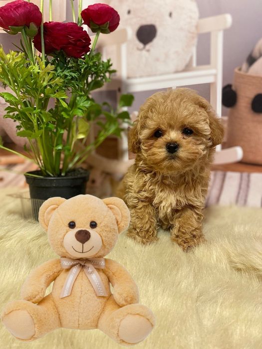 Міні красуня мальтіпу! Доставка!