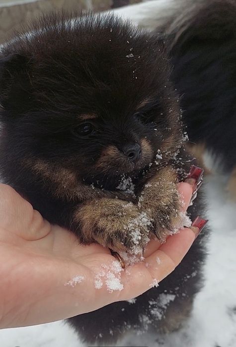 Мини мальчик померанчик
