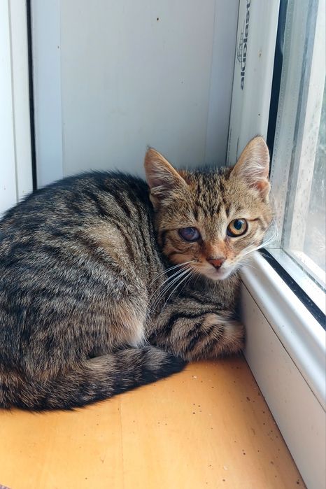 Маленькая полосатая котёнок девочка ищет дом! Котята в хорошие руки!