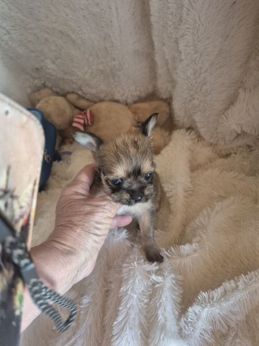 Chihuahua X  Criadora Registada PT3088FL