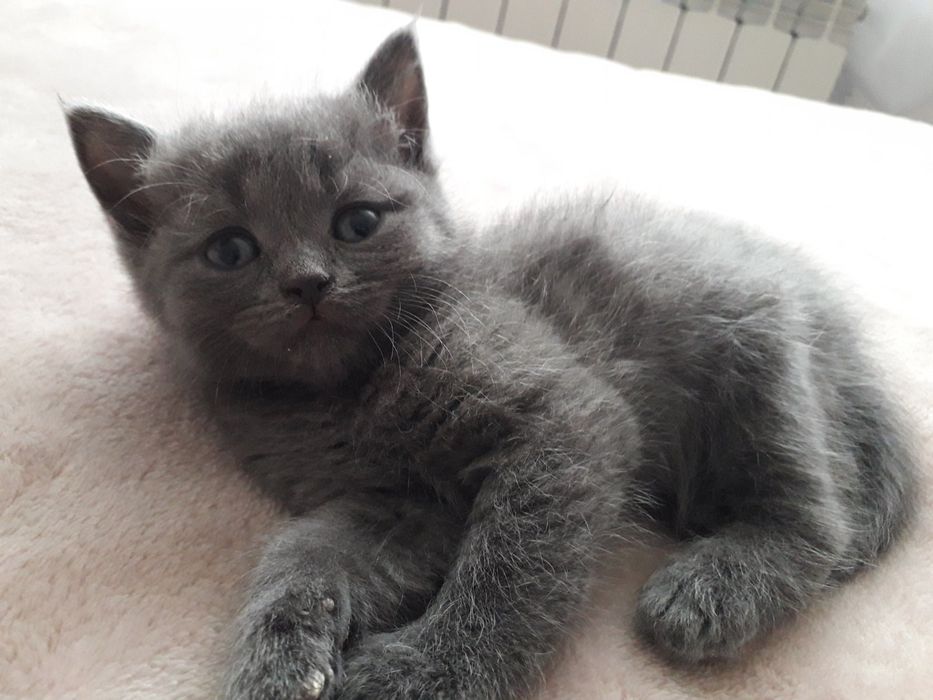 Шотландські кошенята, Scottish fold, Scottish Straight