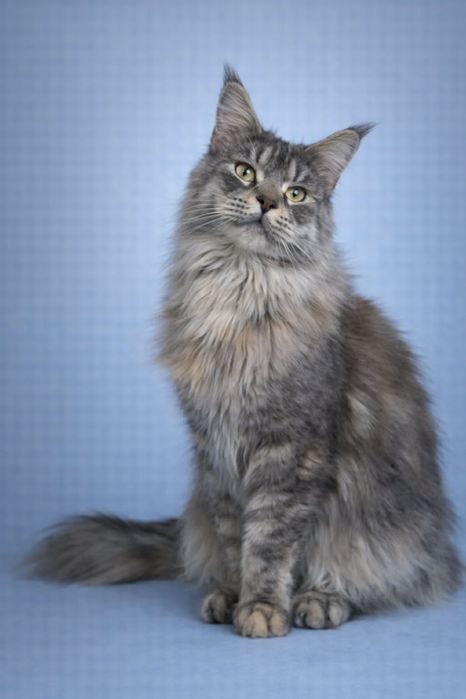 Девочка для семьи и любви