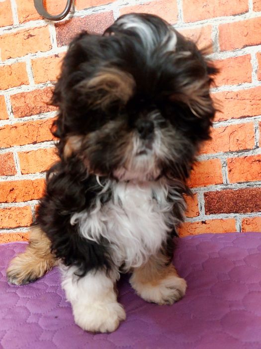 Chłopiec Shih-tzu do odbioru