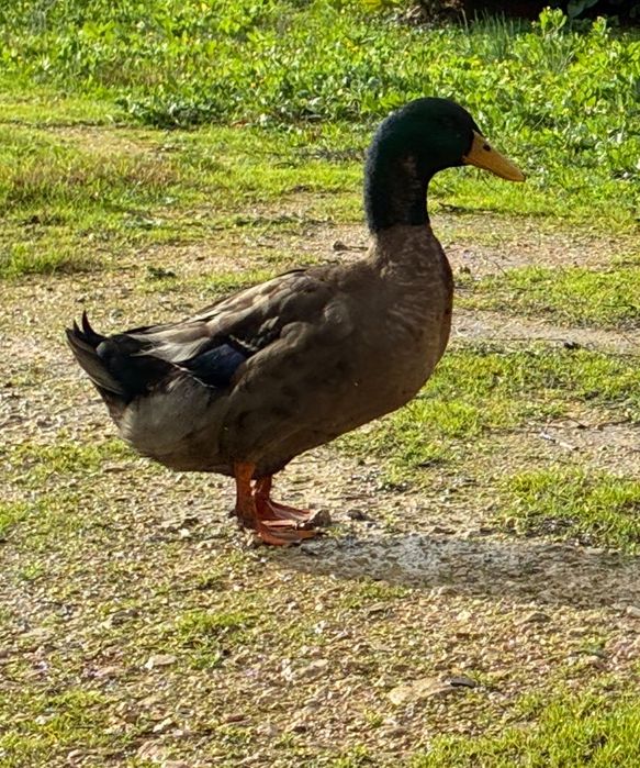 Casal de Patos Khaki Campbell