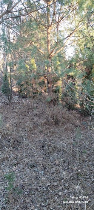 Działka budowlana 780 m² Bożenkowo - Widok 2
