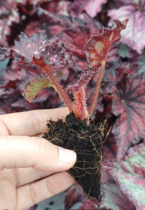 Бегонія королівська