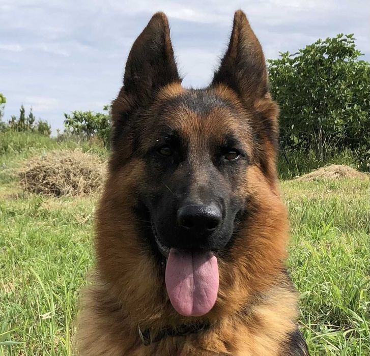 Cachorro de raça Pastor Alemão