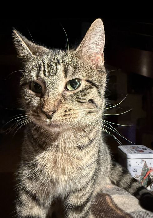Koteczka Dusia do adopcji